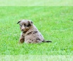 Small Photo #21 Australian Shepherd Puppy For Sale in NEWTON FALLS, OH, USA