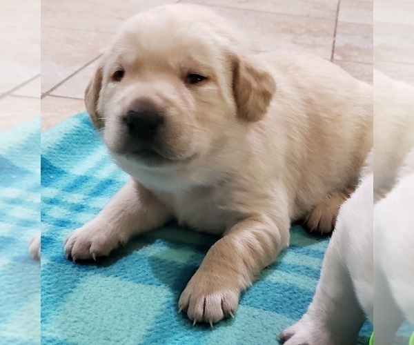 Medium Photo #67 Labrador Retriever Puppy For Sale in OLYMPIA, WA, USA