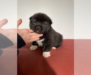 Akita Puppy for sale in GETTYSBURG, PA, USA