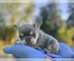 Small #10 French Bulldog