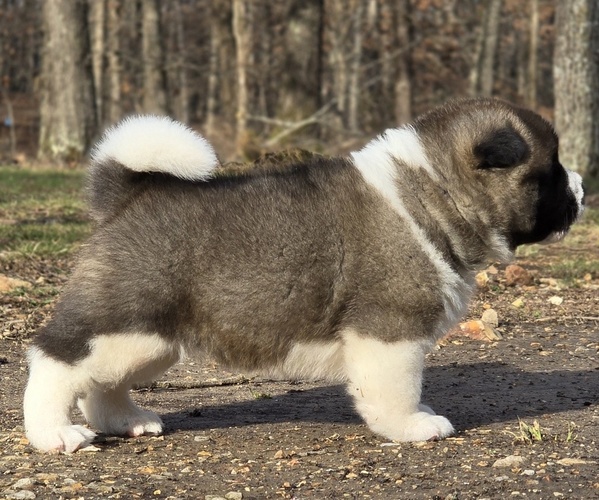 Medium Photo #30 Akita Puppy For Sale in STRAFFORD, MO, USA