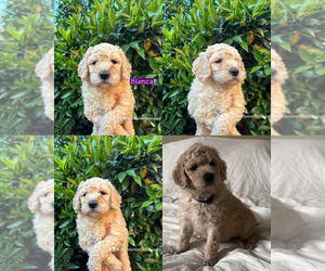 Poodle (Standard) Puppy for Sale in EXETER, California USA