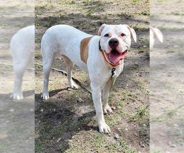 Medium Photo #2 Mastiff Puppy For Sale in Naples, FL, USA