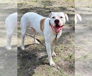 IVORY - Female American Bulldog Dog for Adoption - Photo #2