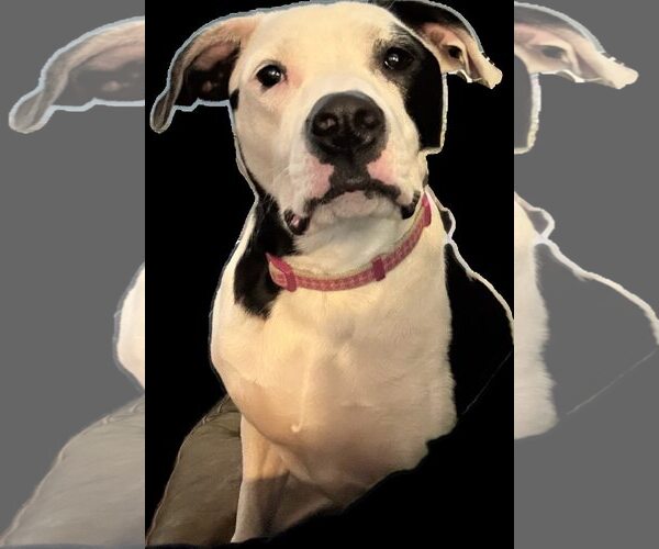 Medium Photo #1 American Pit Bull Terrier-Unknown Mix Puppy For Sale in Plainfield, IL, USA