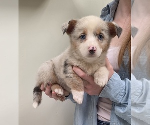 Pembroke Welsh Corgi Puppy for sale in MILTON, WI, USA