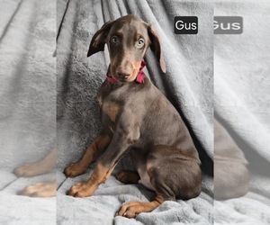 Doberman Pinscher Puppy for sale in POMEROY, OH, USA