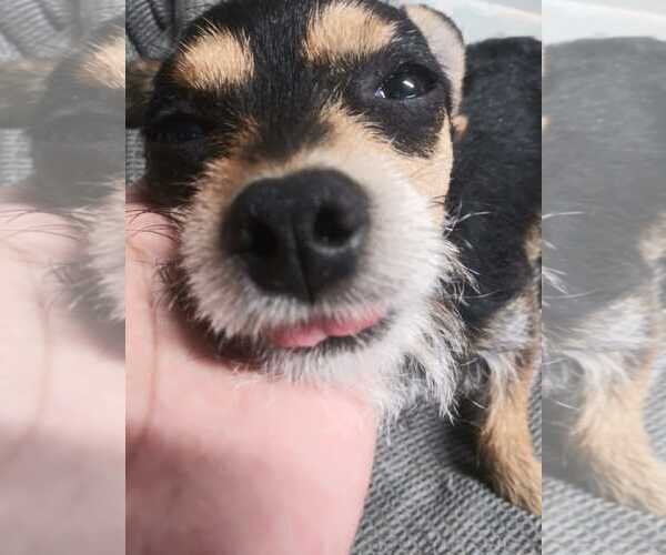 Medium Photo #1 Chihuahua-Unknown Mix Puppy For Sale in San Diego, CA, USA