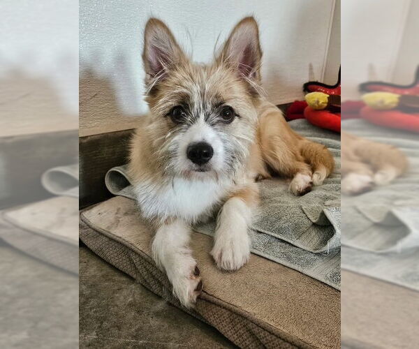 Medium Photo #2 Pembroke Welsh Corgi-Unknown Mix Puppy For Sale in Agoura Hills, CA, USA