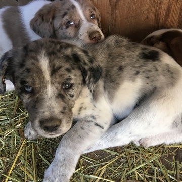 shepherd australian pointer mix german wirehaired puppies yacolt puppy usa