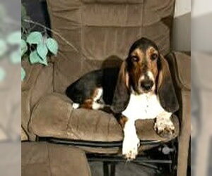 Basset Hound Dogs for adoption in Deepwater, NJ, USA