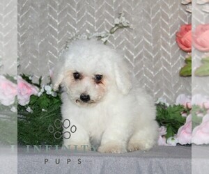 Bichon Frise Puppy for sale in RISING SUN, MD, USA