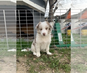 Border-Aussie Puppy for sale in ANTELOPE, CA, USA