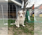 Small Photo #1 Border-Aussie Puppy For Sale in ANTELOPE, CA, USA