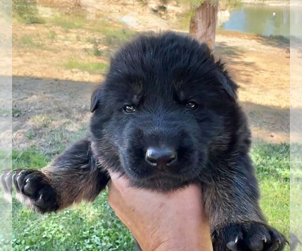 Medium Photo #6 German Shepherd Dog Puppy For Sale in MARIPOSA, CA, USA