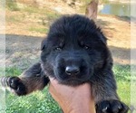 Small Photo #6 German Shepherd Dog Puppy For Sale in MARIPOSA, CA, USA