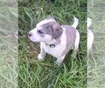 Small #1 Great Dane Mix