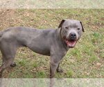Small Photo #3 American Pit Bull Terrier Puppy For Sale in Jackson, MS, USA