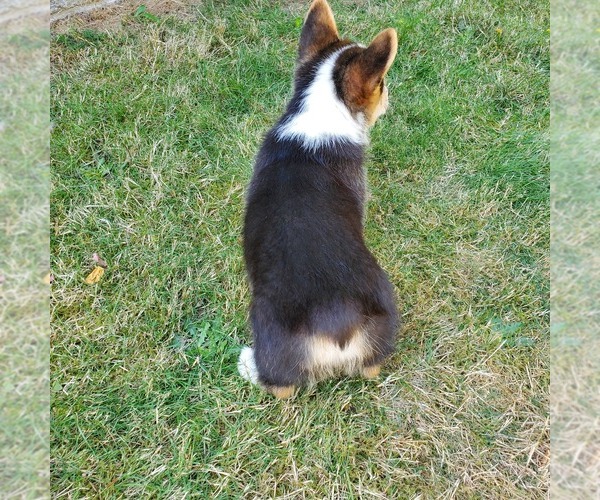 Medium Photo #2 Pembroke Welsh Corgi Puppy For Sale in GRAHAM, WA, USA