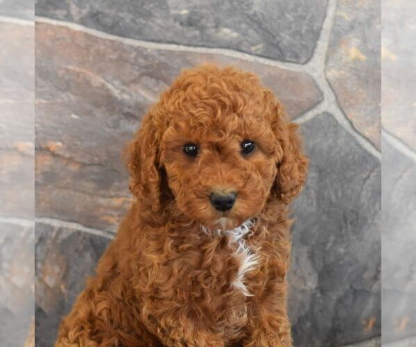 Medium Photo #4 Poodle (Miniature) Puppy For Sale in MILL HALL, PA, USA