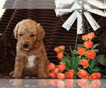 Small #5 Goldendoodle (Miniature)