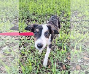 Border-Aussie Dogs for adoption in Missouri City, TX, USA