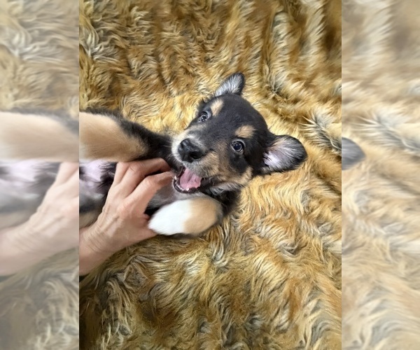 Medium Photo #7 Australian Shepherd Puppy For Sale in NEW BRAUNFELS, TX, USA