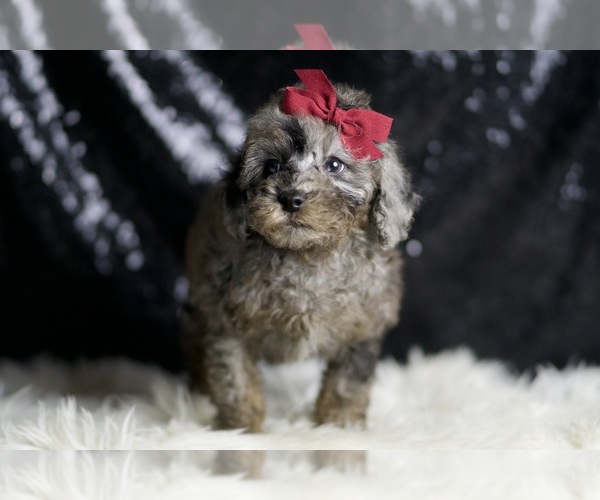 Medium Photo #32 Poodle (Miniature) Puppy For Sale in WARSAW, IN, USA