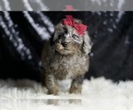 Puppy Red AKC Poodle (Miniature)