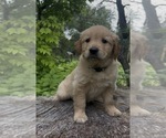 Puppy Rosie Golden Retriever