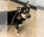 Small German Shepherd Dog-Siberian Husky Mix