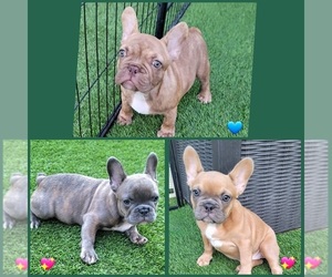French Bulldog Puppy for sale in LAS VEGAS, NV, USA