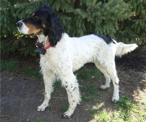 Father of the English Setter puppies born on 07/22/2023