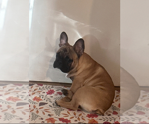 Father of the French Bulldog puppies born on 02/21/2026