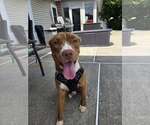Small #6 American Pit Bull Terrier-Retriever  Mix