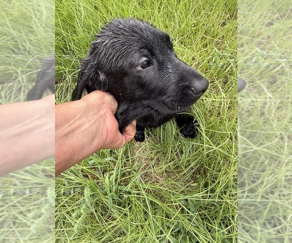 Medium Photo #1 Labrador Retriever Puppy For Sale in OSYKA, MS, USA
