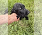 Small Labrador Retriever