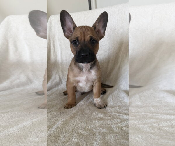 Medium Photo #1 French Bulldog Puppy For Sale in St. Louis Park, MN, USA