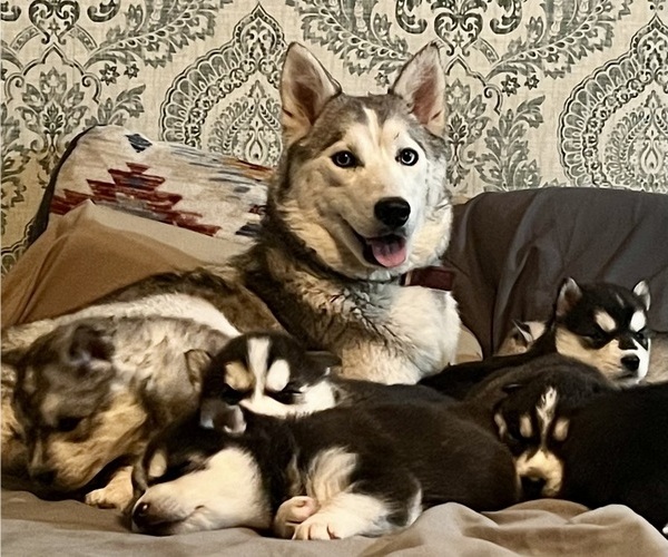 Medium Photo #1 Siberian Husky Puppy For Sale in ALTON, IL, USA