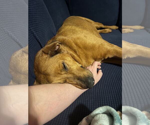 Medium Photo #5 Rhodesian Ridgeback-Unknown Mix Puppy For Sale in Brooklyn Center, MN, USA