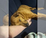 Small #4 Rhodesian Ridgeback Mix