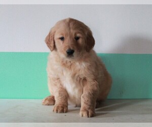 Golden Retriever Puppy for sale in FREDERICKSBURG, OH, USA