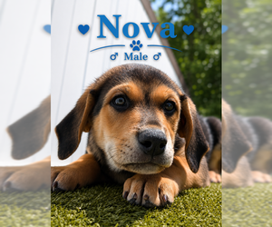 Great Pyrenees-Rottweiler Mix Dogs for adoption in MIDWAY, UT, USA