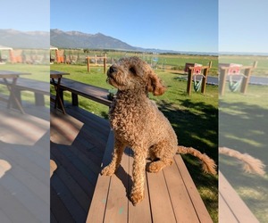 Father of the Goldendoodle (Miniature) puppies born on 09/24/2026