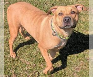 Mutt Dogs for adoption in Akron, OH, USA