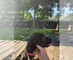 Small #1 Great Dane