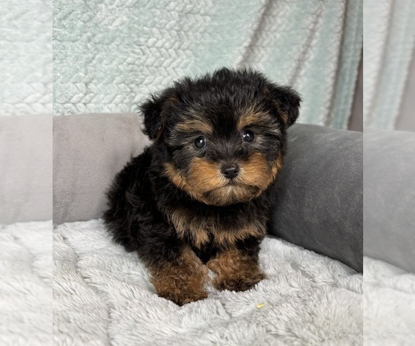 Medium Photo #5 YorkiePoo Puppy For Sale in FRANKLIN, IN, USA