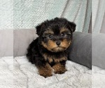 Small #4 YorkiePoo