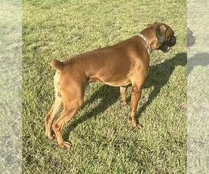 Father of the Boxer puppies born on 07/30/2026