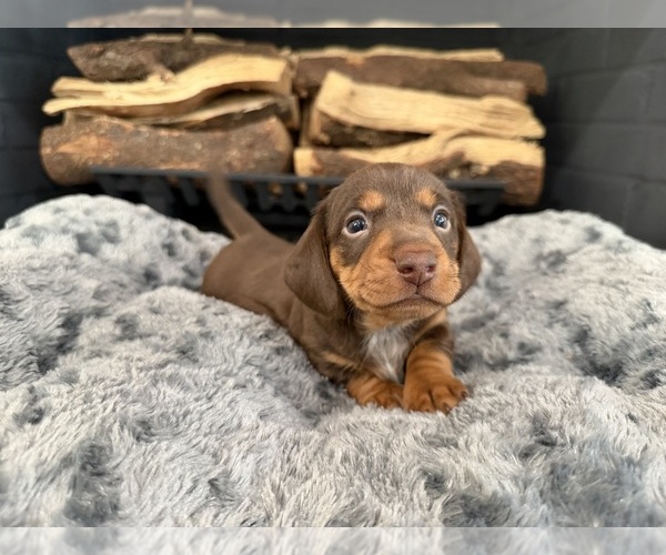 Medium Photo #3 Dachshund Puppy For Sale in ROCKWALL, TX, USA